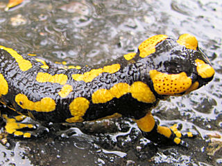 Salamandre (8)